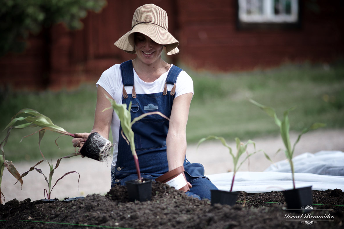 Kajsa Burman planterar i landet i Österfärnebo.