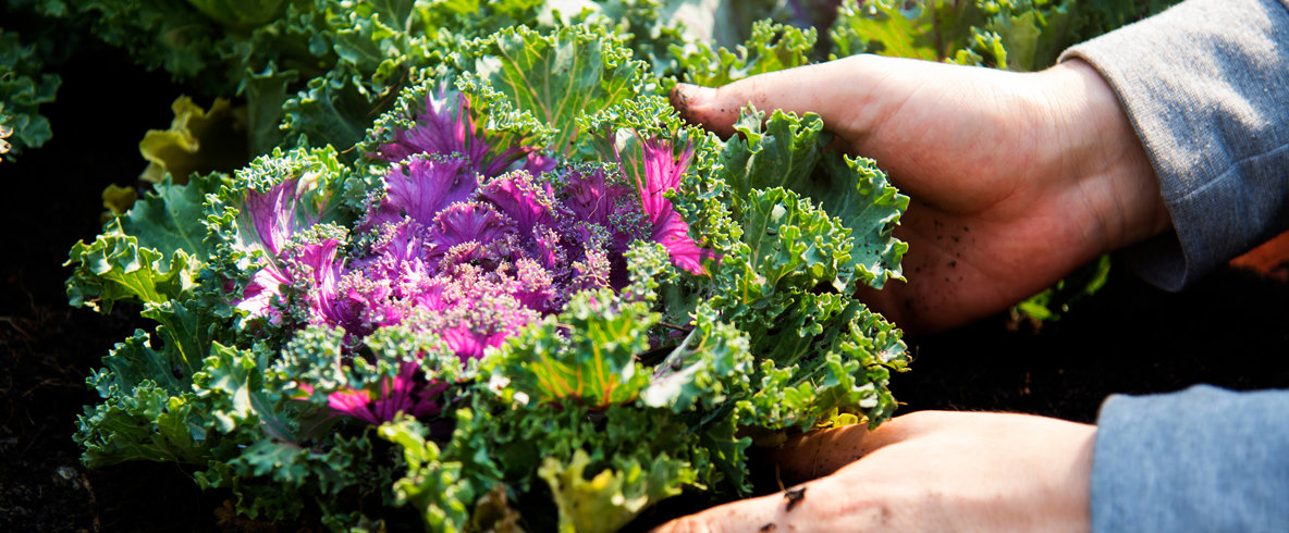 Två händer placerar grönkålsplantor i jorden.