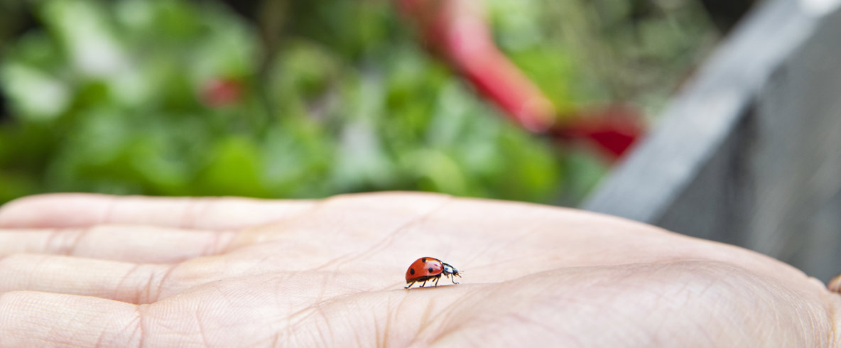 En nyckelpiga som kryper på en utsträckt handflata