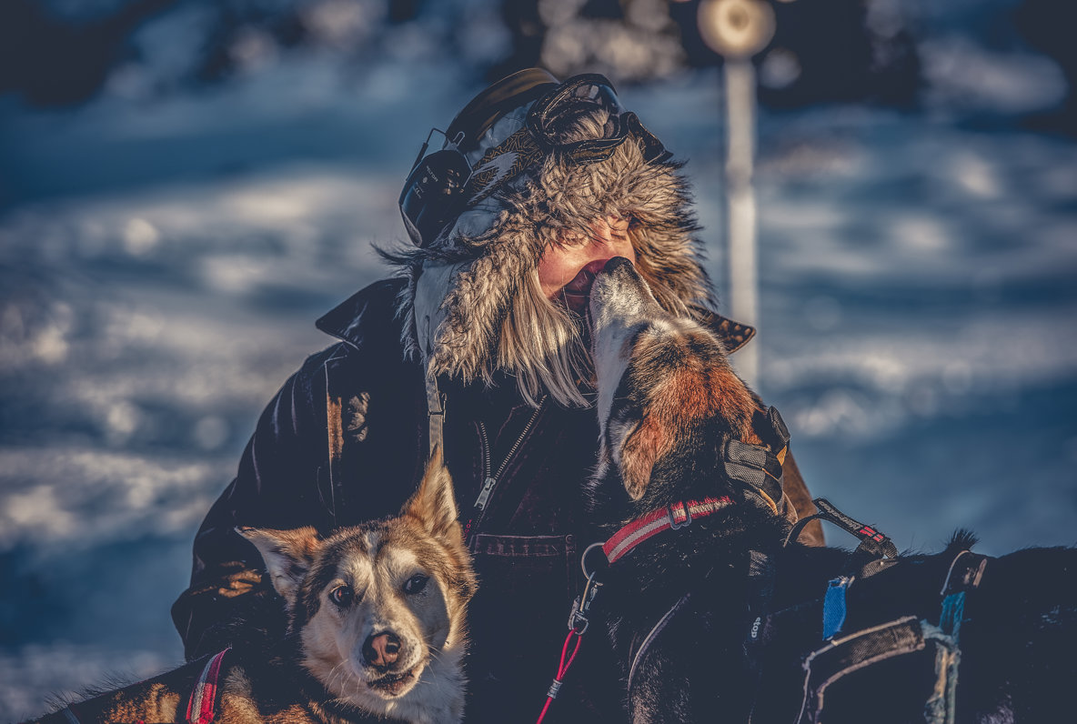 Lisa Carlson pausar med två slädhundar.