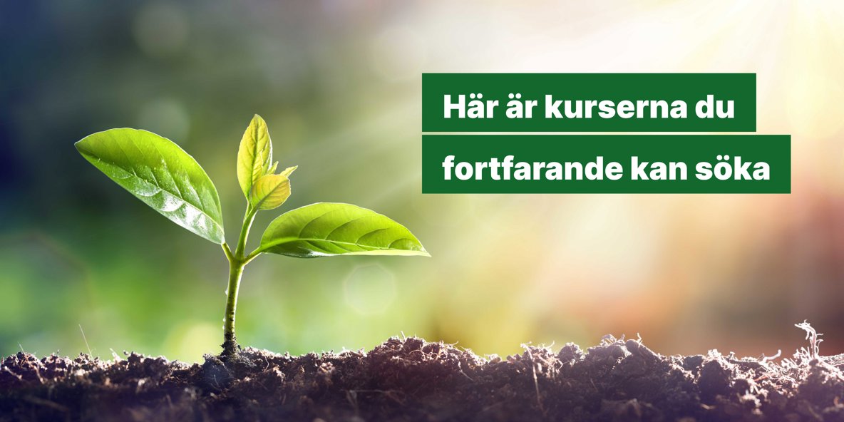 Liten grön grodd sticker upp ur jorden i motljus. vit text på mörkgrön botten: "Här är kurserna du fortfarande kan söka".